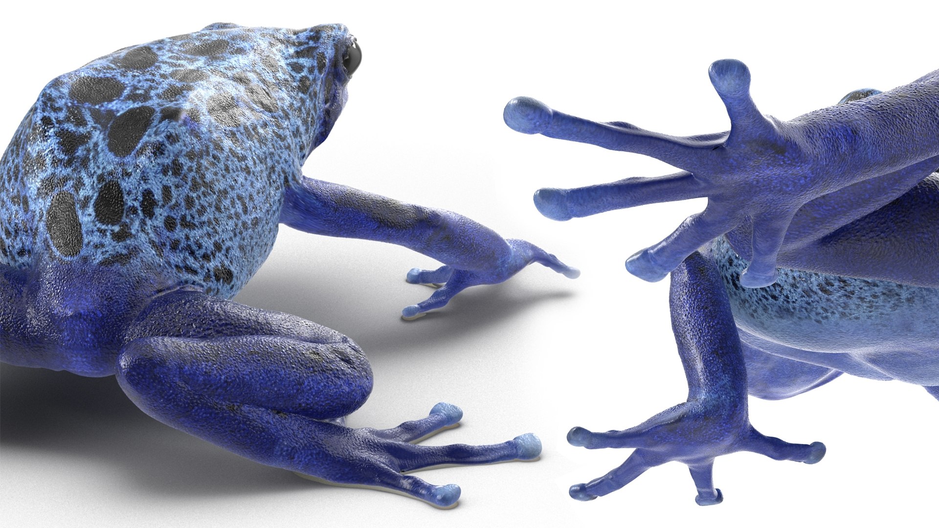 3D Realistic Poison Dart Frog Rigged for Cinema 4D model https://p.turbosquid.com/ts-thumb/m6/hZVO7W/sw/realistic_poison_dart_frog_rigged_016/jpg/1737185259/1920x1080/fit_q87/fbe80ea602c2296ef0fa99758f1f5b90101bcf65/realistic_poison_dart_frog_rigged_016.jpg
