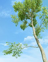 Beech Tree (Fagus Sylvatica 3)