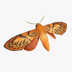 3D Moth Lithosia