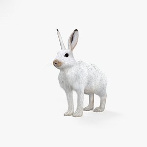 3D model arctic hare