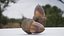 Photoscanned Acorn 4K