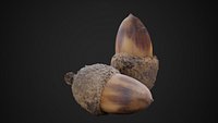Photoscanned Acorn 4K