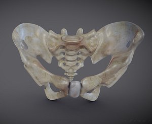 Pelvis skeleton