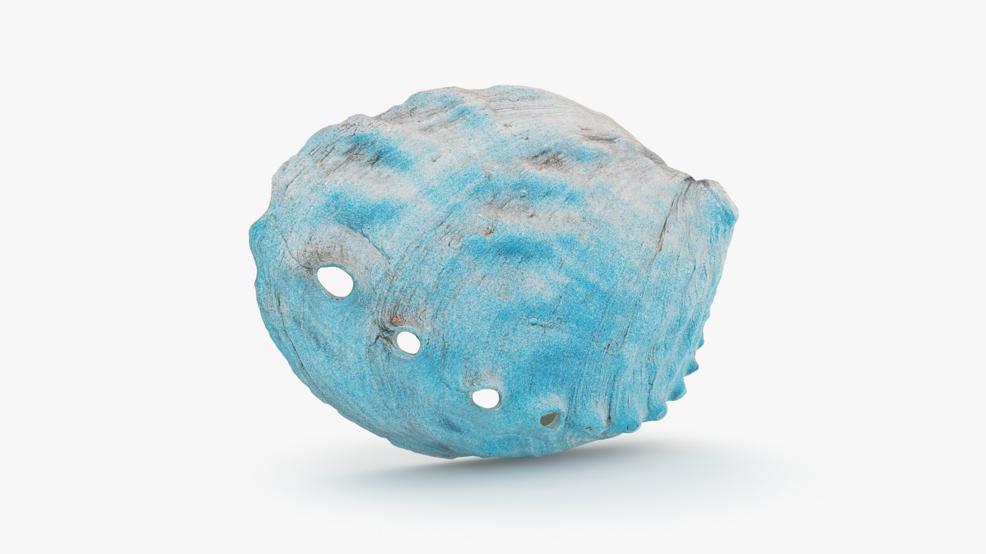 3D Blue Abalone Shell - TurboSquid 2324007