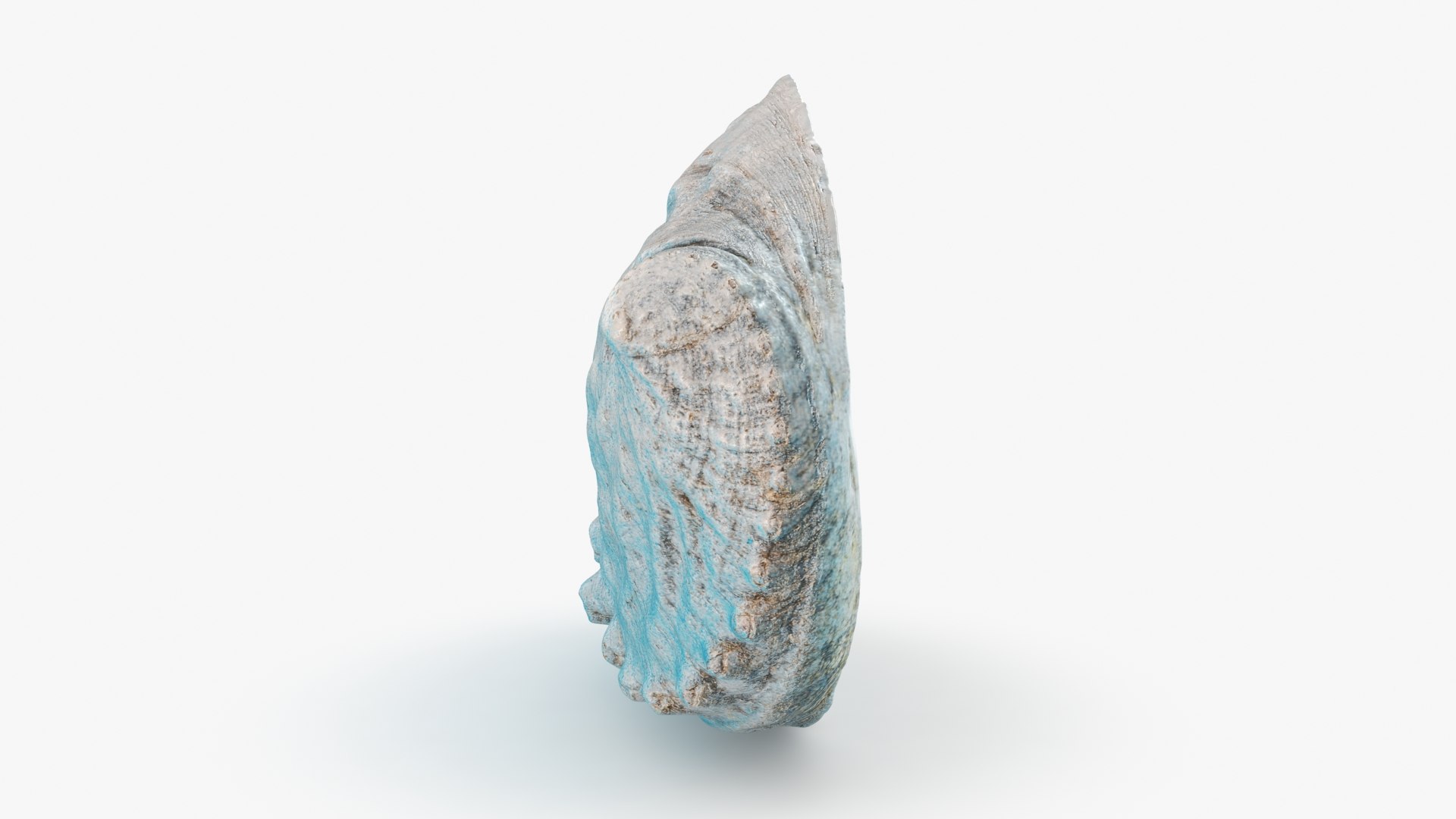 3D Blue Abalone Shell - TurboSquid 2324007
