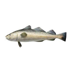 cod fish 3D model