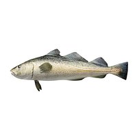 Cod fish