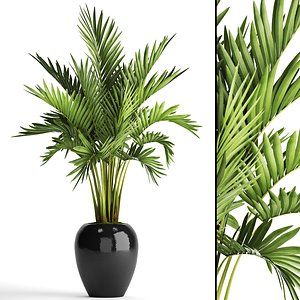 howea forsteriana palm 3D model