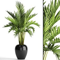 Howea Forsteriana Palm