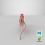 3D squid---speeding model