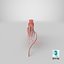 3D squid---speeding model