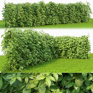 Virginia creeper hedge 01