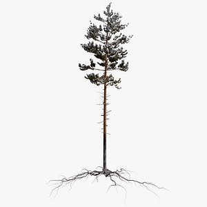 winter pine tree 2 3D model