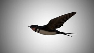 Realistic Low Poly and Rigged Swallow