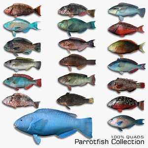 parrotfish fish 3d fbx