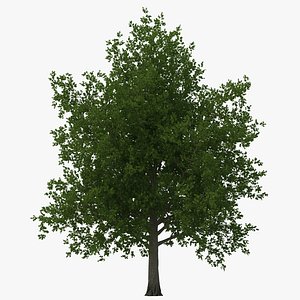 3d model of red maple tree summer