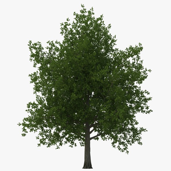 redmapletreesummer3dmodel00.jpg