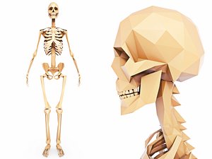 human skeleton 3D model