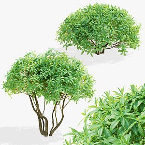 Rhododendron hybrida bush