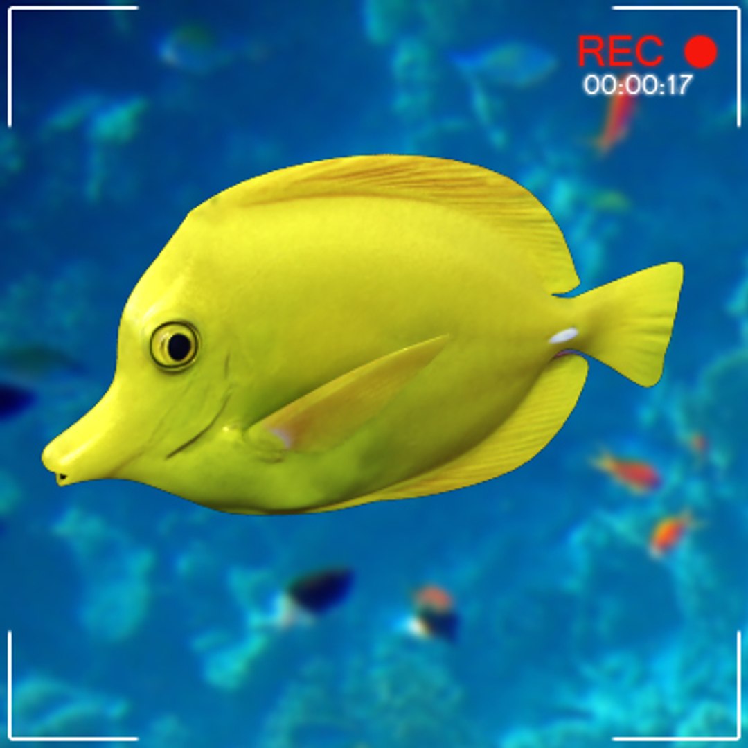 sea underwater fishes 3d 3ds https://p.turbosquid.com/ts-thumb/m8/DMME7e/CiqTAQgL/fishsetc06/jpg/1292399578/1920x1080/fit_q87/6cef2a0fdfb42ec71175c7369c263e33330a9ede/fishsetc06.jpg