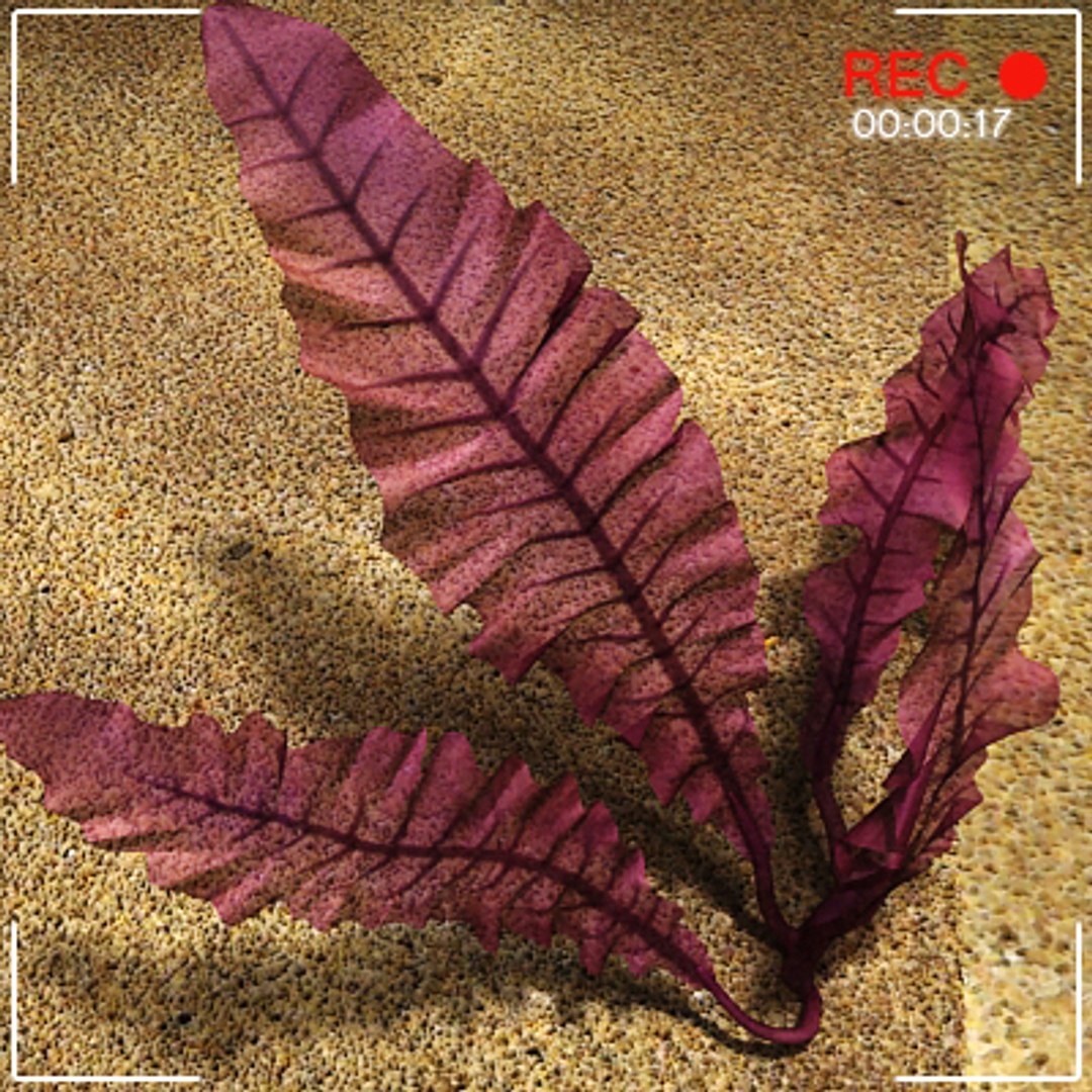 sea underwater fishes 3d 3ds https://p.turbosquid.com/ts-thumb/m8/DMME7e/SLD4wDBz/seaweed_setc09/jpg/1292399578/1920x1080/fit_q87/bd4dd07ad20d784132a83a153aa8ba9e04dfbd5a/seaweed_setc09.jpg