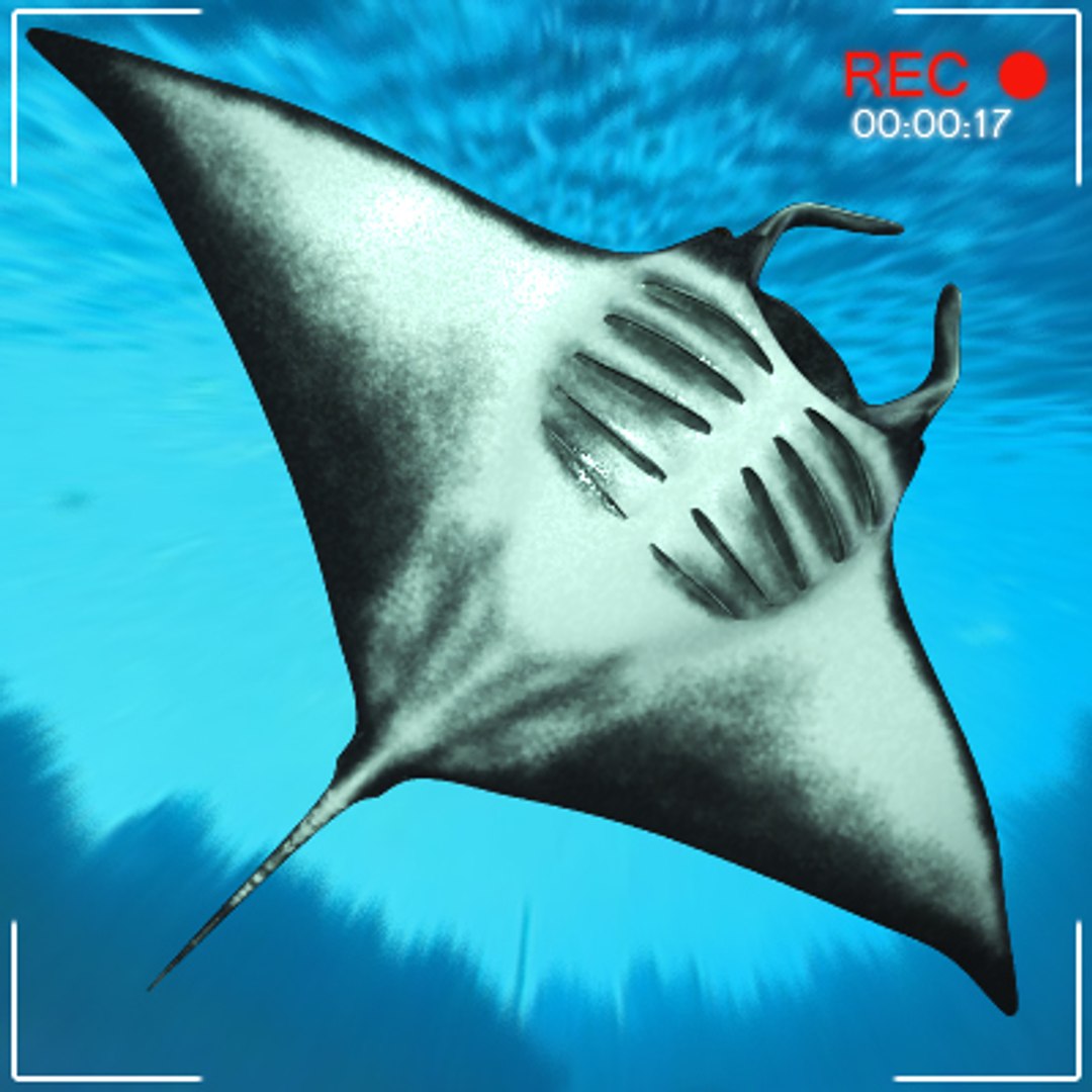 sea underwater fishes 3d 3ds https://p.turbosquid.com/ts-thumb/m8/DMME7e/SmO80b5u/scate_mantac05/jpg/1292399578/1920x1080/fit_q87/08b7a23a89dc1241e693c612070726ea16818acc/scate_mantac05.jpg