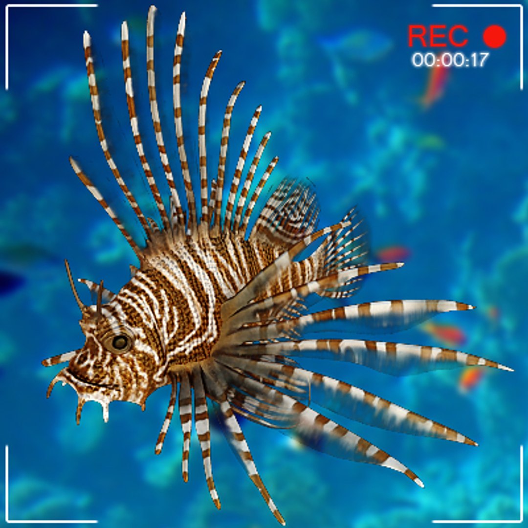 sea underwater fishes 3d 3ds https://p.turbosquid.com/ts-thumb/m8/DMME7e/umsxwOEC/fishsetc02/jpg/1292399578/1920x1080/fit_q87/8e36f28aa1b501a06db432f22a477ab9bf8df004/fishsetc02.jpg