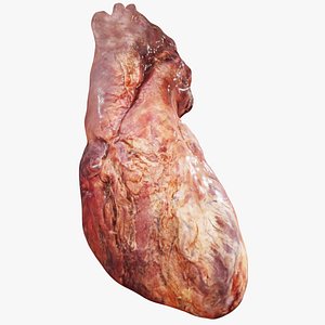 Real Human Heart 3D model