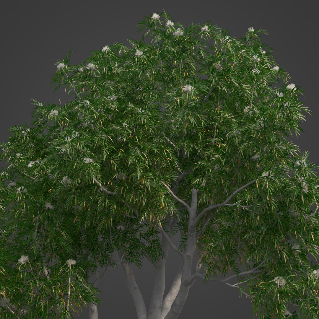 2021 PBR Ghost Gum Collection - Corymbia Apperinja 3D https://p.turbosquid.com/ts-thumb/m8/aNsUju/Eh/oc31_all_rbt_v01_1009/jpg/1638814793/1920x1080/fit_q87/e0444e2028d4a7b039f20300a5d8641db349a937/oc31_all_rbt_v01_1009.jpg
