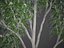 2021 PBR Ghost Gum Collection - Corymbia Apperinja
