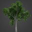 2021 PBR Ghost Gum Collection - Corymbia Apperinja
