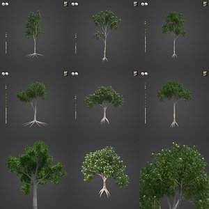 2021 PBR Ghost Gum Collection - Corymbia Apperinja 3D