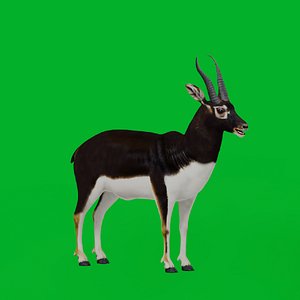 Blackbuck Indian Antelope