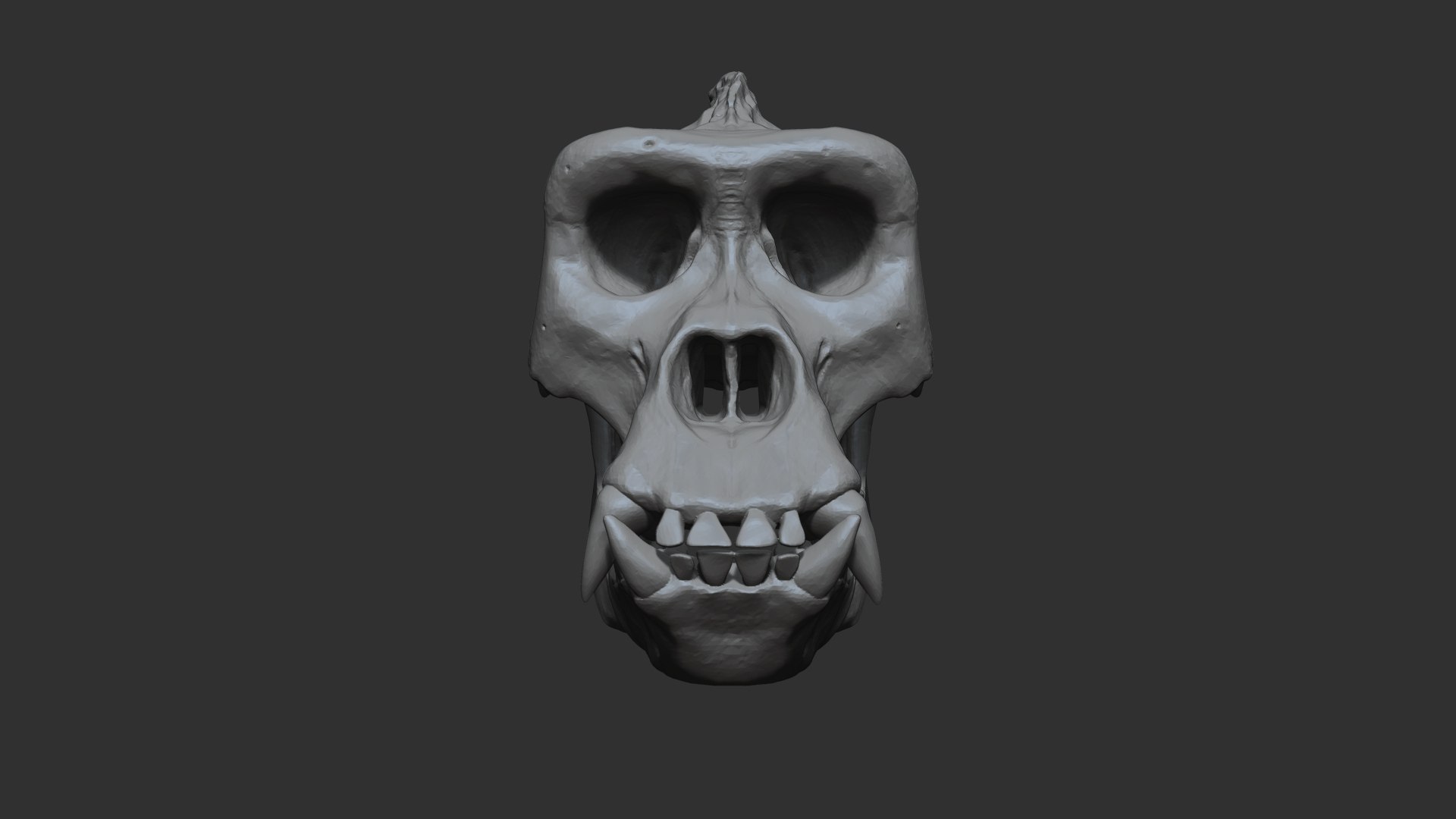 3D Gorilla Skull Model - TurboSquid 1729366