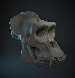 3D Gorilla Skull model