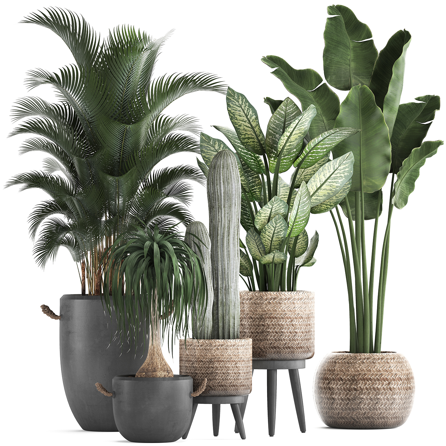 3D plants exotic palm tree - TurboSquid 1476664