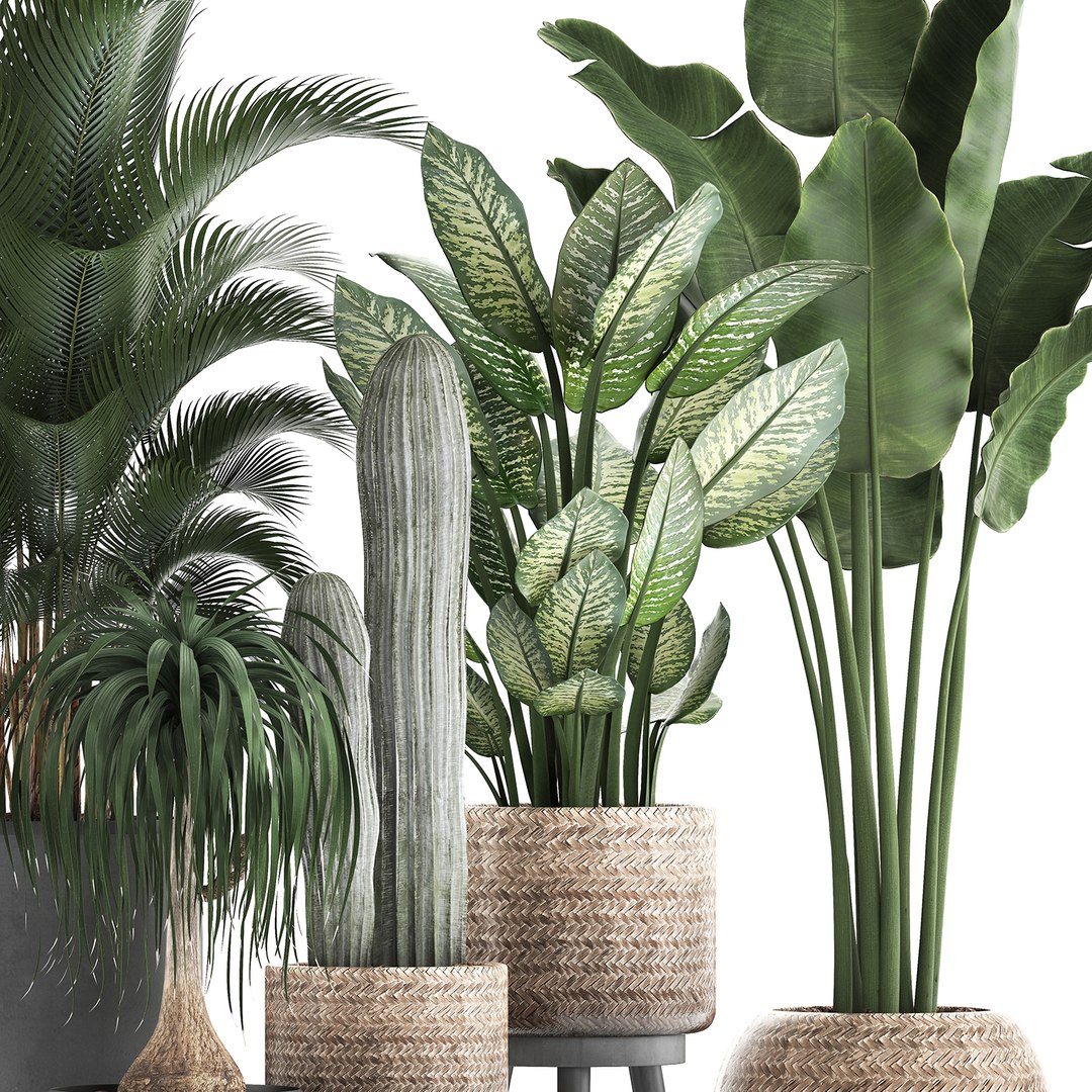 3d Plants Exotic Palm Tree - Turbosquid 1476664