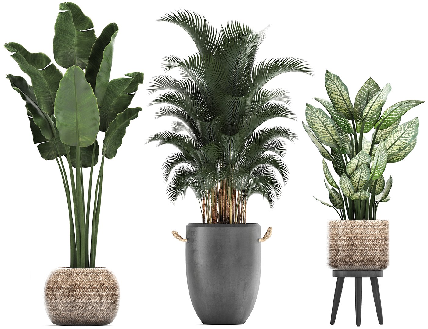 3D Plants Exotic Palm Tree - TurboSquid 1476664