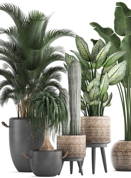 3D plants exotic palm tree - TurboSquid 1476664