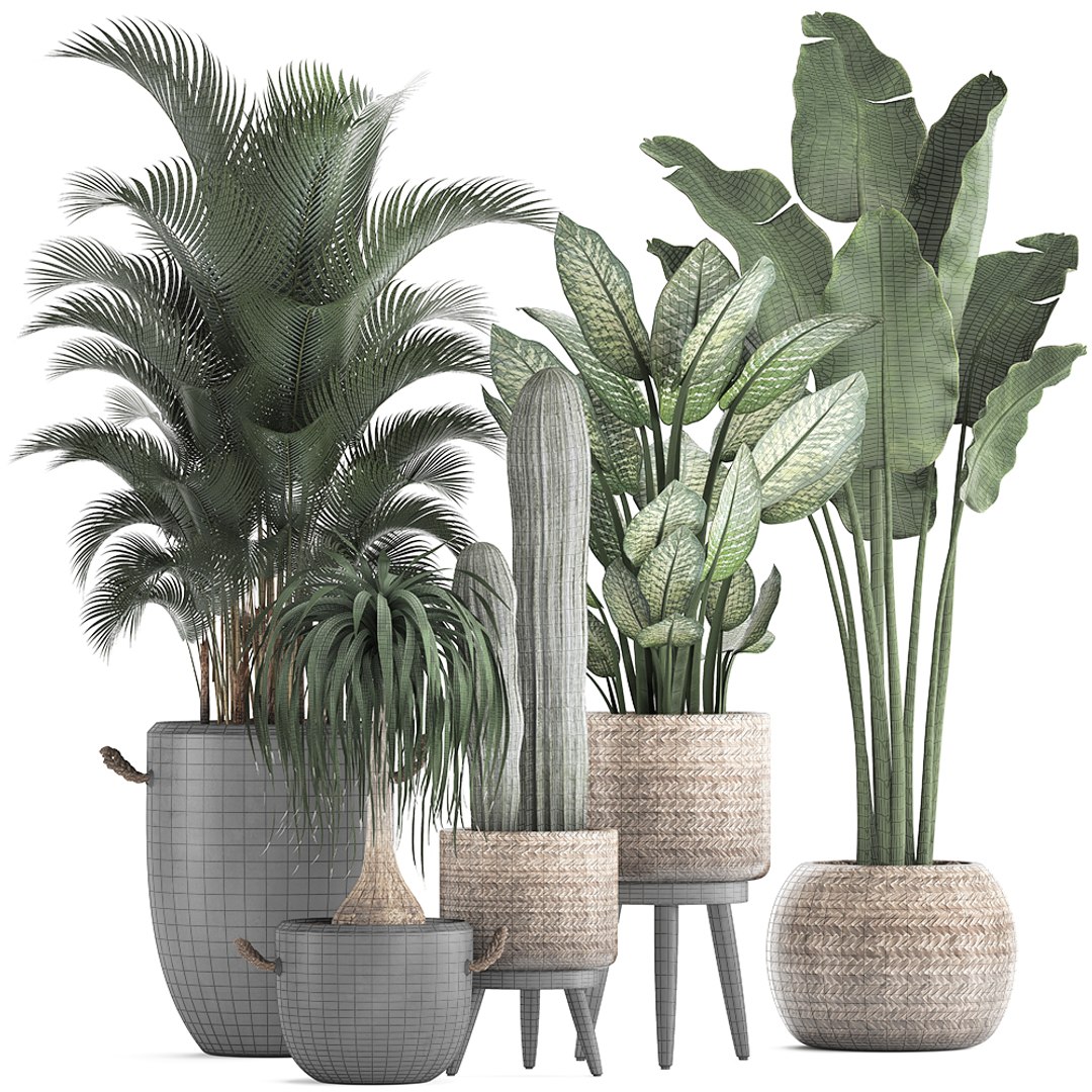 3D Plants Exotic Palm Tree - TurboSquid 1476664