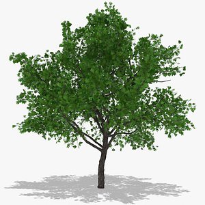 hawthorn summer hight poly