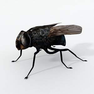 Fly