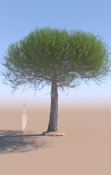 3D stone pine pinus pinea model