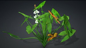 Sagittaria Trifolia 3D