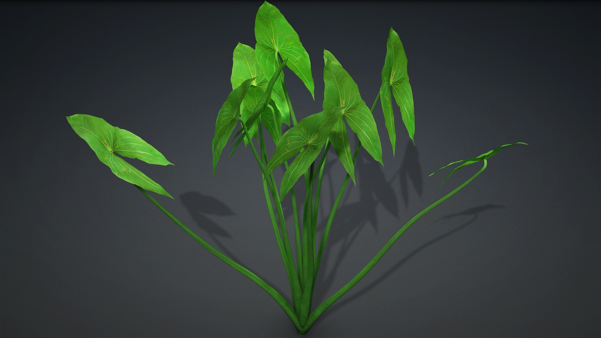 Sagittaria Trifolia 3D https://p.turbosquid.com/ts-thumb/m9/RCuN5O/9c/sagittaria_trifolia.e1/jpg/1726695451/1920x1080/fit_q87/362ef9b86ceca71a988769b357746c10ba091eb5/sagittaria_trifolia.e1.jpg