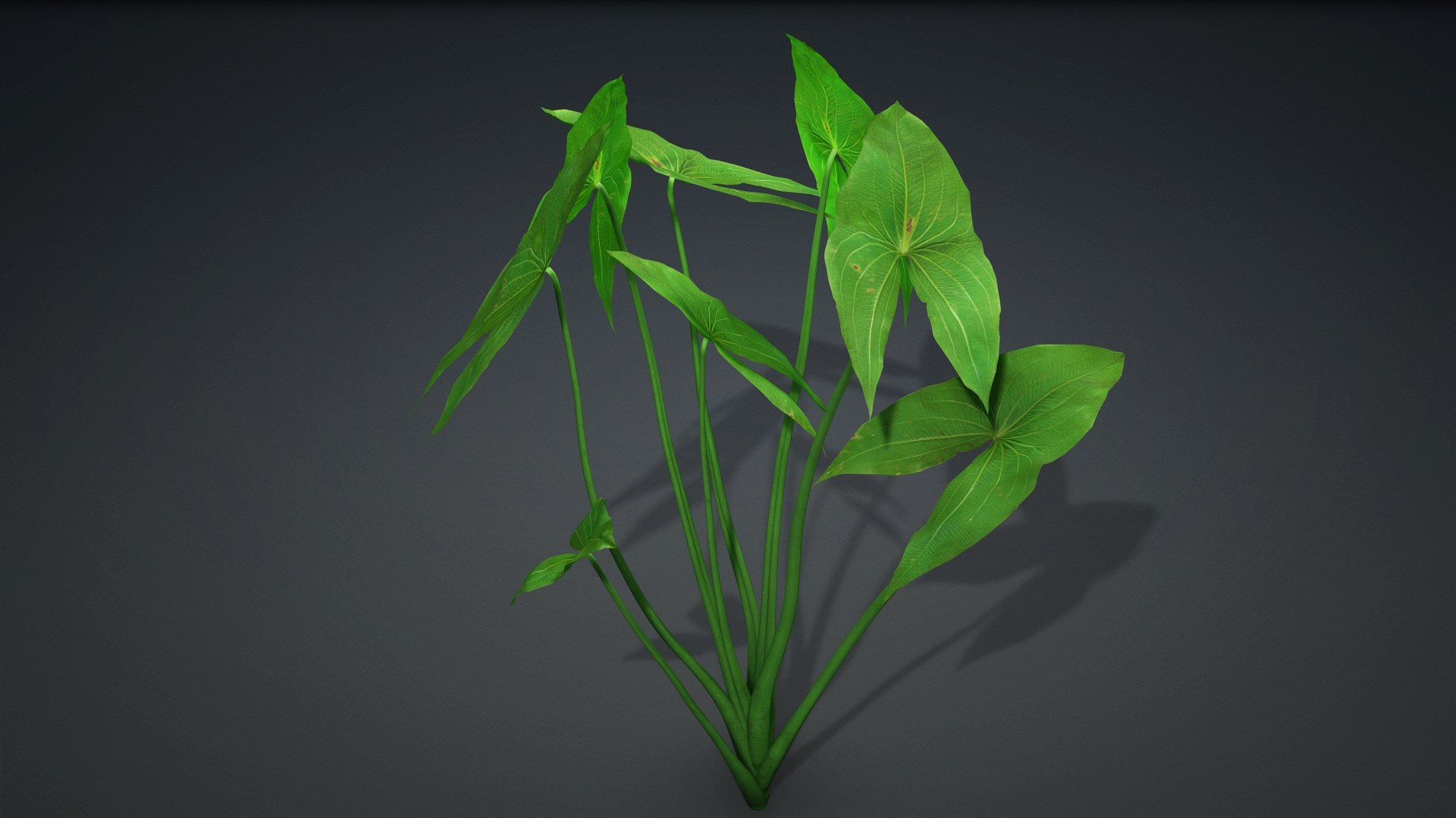 Sagittaria Trifolia 3D https://p.turbosquid.com/ts-thumb/m9/RCuN5O/Ez/sagittaria_trifolia.c1/jpg/1726695447/1920x1080/fit_q87/eda7e7387f12b3cf498e1ba88d723e13fae55346/sagittaria_trifolia.c1.jpg