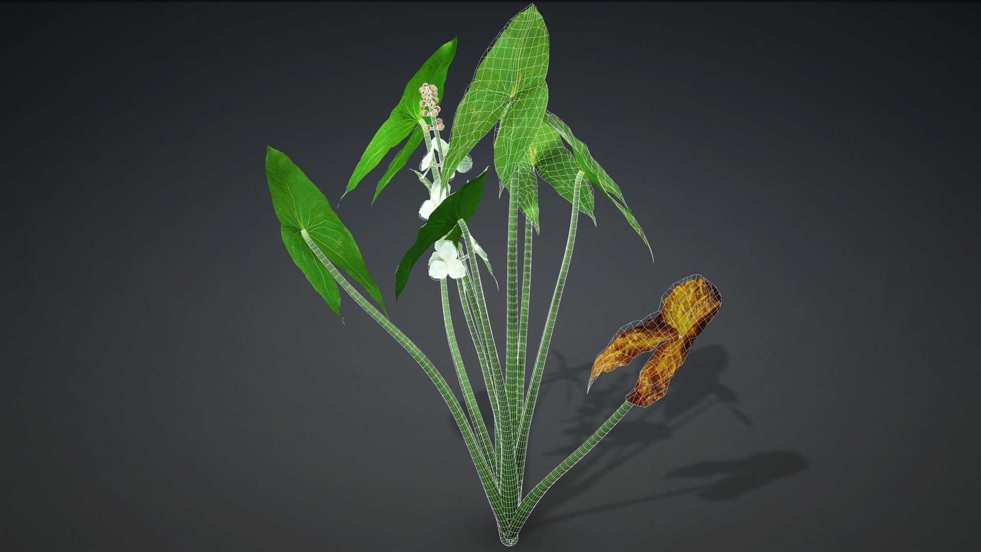Sagittaria Trifolia 3D https://p.turbosquid.com/ts-thumb/m9/RCuN5O/Pg/sagittaria_trifolia.f2/jpg/1726695453/1920x1080/fit_q87/2490e962676cc26d008afbd4bb743f8d09bc312a/sagittaria_trifolia.f2.jpg