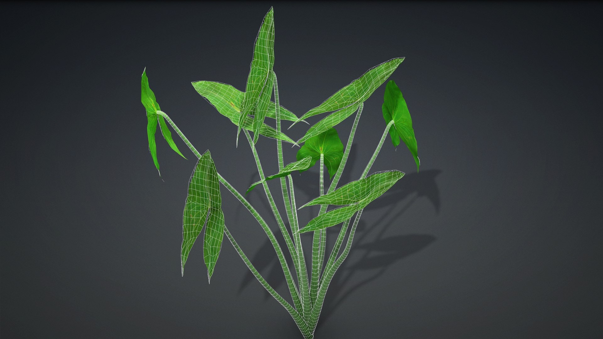 Sagittaria Trifolia 3D https://p.turbosquid.com/ts-thumb/m9/RCuN5O/VM/sagittaria_trifolia.b2/jpg/1726695447/1920x1080/fit_q87/4e6cc5372c5744d30a6be1b99f55cf626ed2be1f/sagittaria_trifolia.b2.jpg