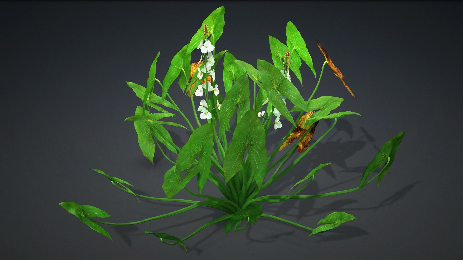 Sagittaria Trifolia 3D https://p.turbosquid.com/ts-thumb/m9/RCuN5O/Yj/sagittaria_trifolia.d1/jpg/1726695449/1920x1080/fit_q87/7487eae447b399b649cb268de57952562e246366/sagittaria_trifolia.d1.jpg