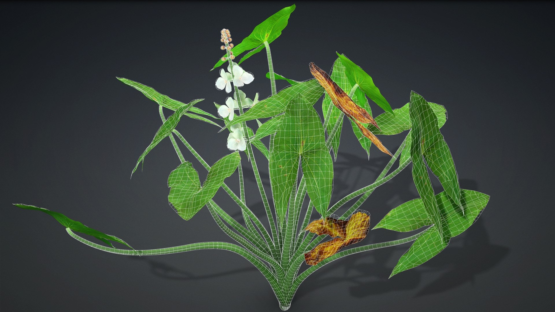 Sagittaria Trifolia 3D https://p.turbosquid.com/ts-thumb/m9/RCuN5O/a1/sagittaria_trifolia.e2/jpg/1726695454/1920x1080/fit_q87/9169969588c882f818e8acc700eb007a33e722c9/sagittaria_trifolia.e2.jpg
